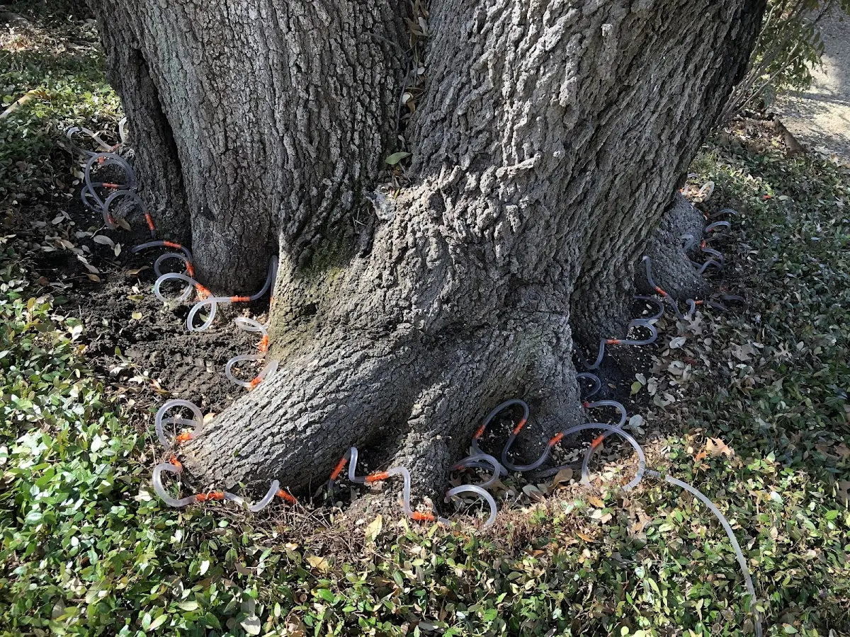 Detailed Tree Cabling and Bracing job site in Milnesville