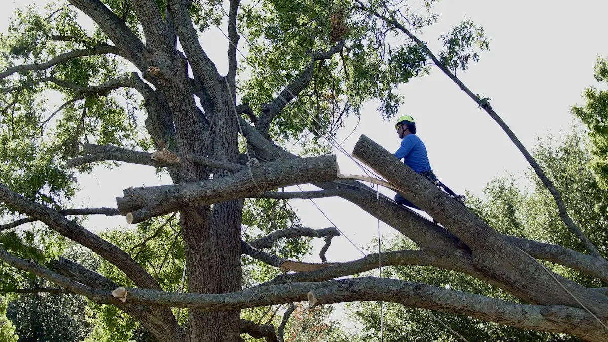 Professional Hazardous Tree Removal performed by certified arborists in Milnesville