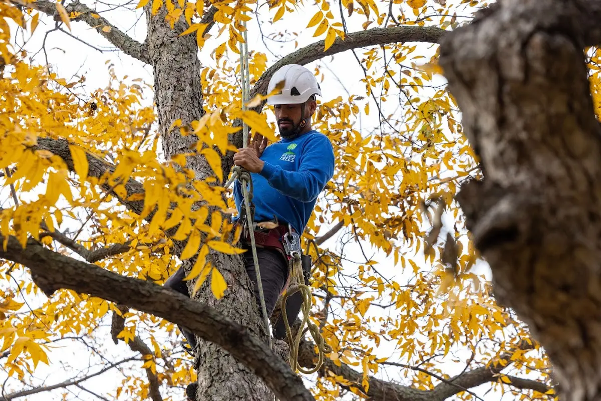 Skilled Tree Transplanting crew working in Milnesville
